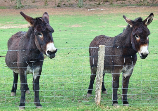 Fotor
